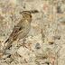 Winter Wildlife Serrania de Ronda