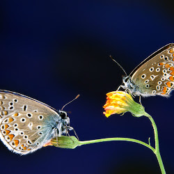 Butterfly Wallpapers, gambar kupu-kupu