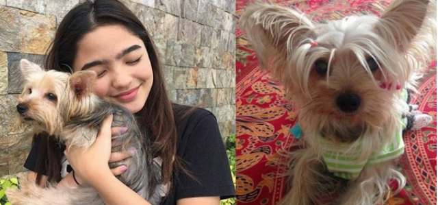  IN PHOTOS: Kapamilya Celebrities With Their Cute And Adorable Furbabies!
