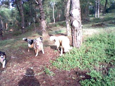 australian shepherd and golden retriever