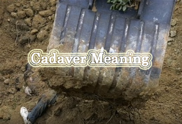 cadaver meaning