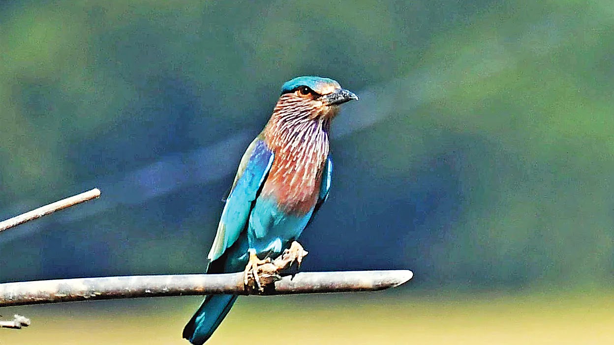 Bangladesh Birds Pictures - Best Birds Pictures - Beautiful Birds Pictures & Wallpapers Download - birds picture - NeotericIT.com