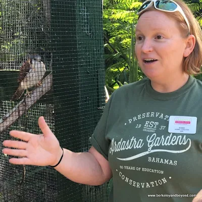 hawk plus guide Bonnie at Adrasta Gardens, Zoo & Conservation Centre in Nassau, Bahamas