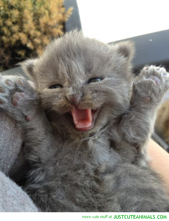 cute-animals-happy-kitten-cat-grey-pics.png