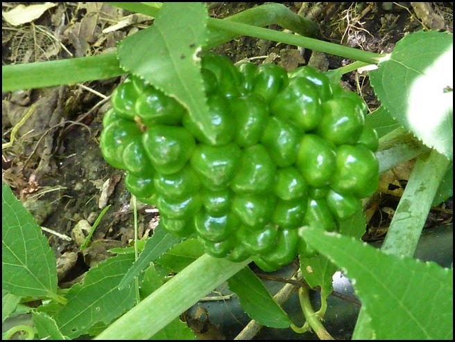 P1230900