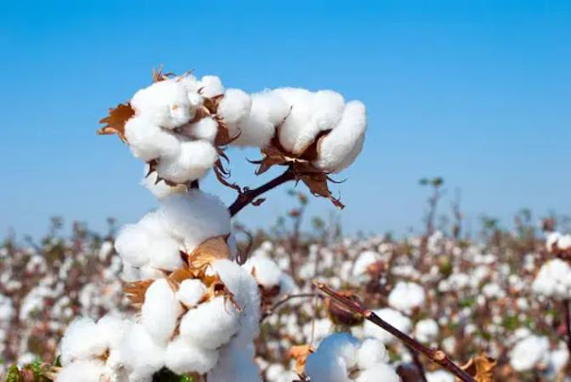 What are the benefits of natural cotton?