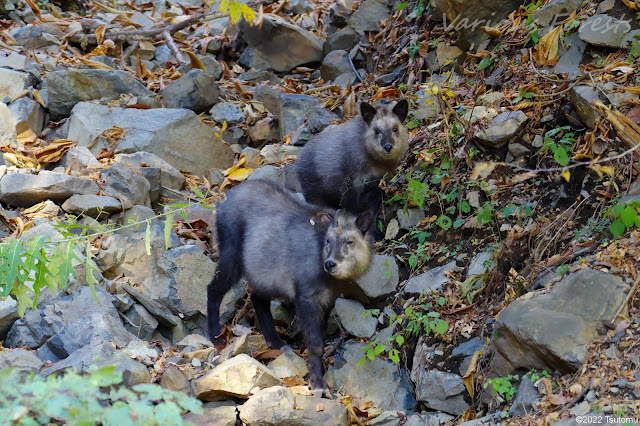 Japanese Serow