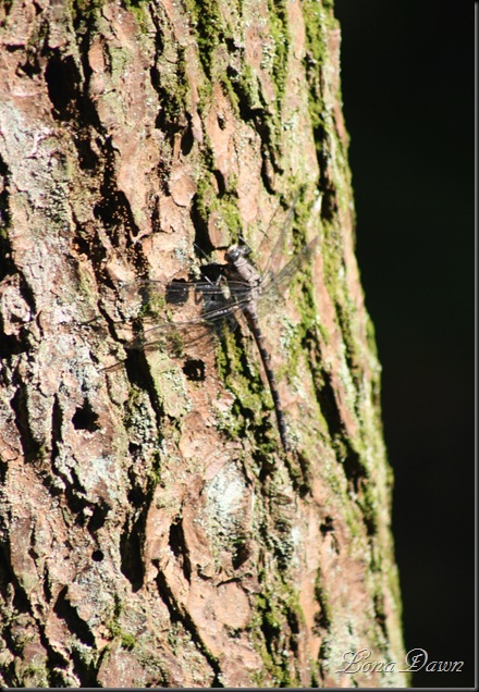 OMC_Camflouge2_Dragonfly
