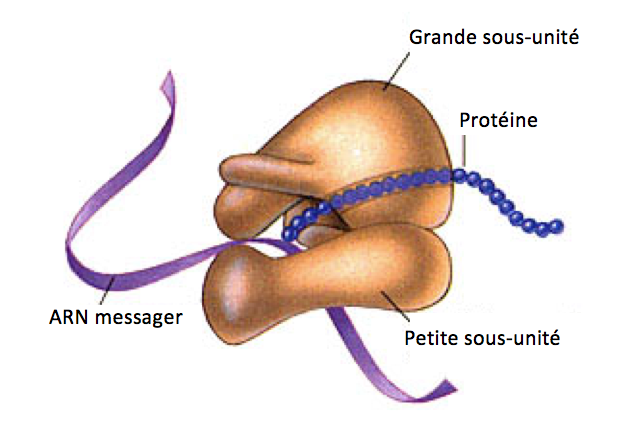 Ribosome