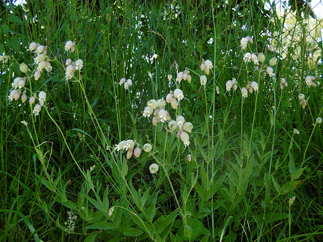 Bladder Campion Silene vulgaris.  Indre et Loire, France. Photographed by Susan Walter. Tour the Loire Valley with a classic car and a private guide.