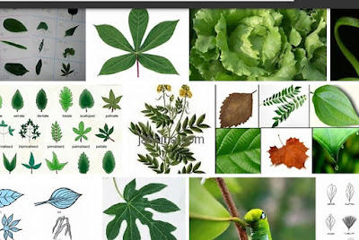 jenis daun tumbuhan yang bermanfaat
