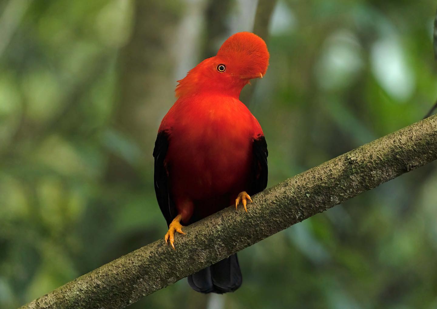 Conociendo al gallito de las rocas, el ave nacional de Perú