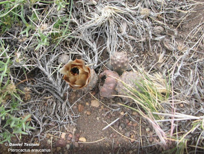 Pterocactus araucanus