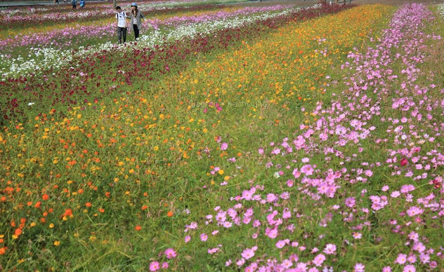 2015花漾橋頭花田囍事-18