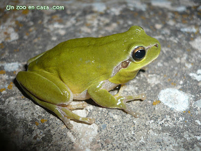 Hyla meridionalis