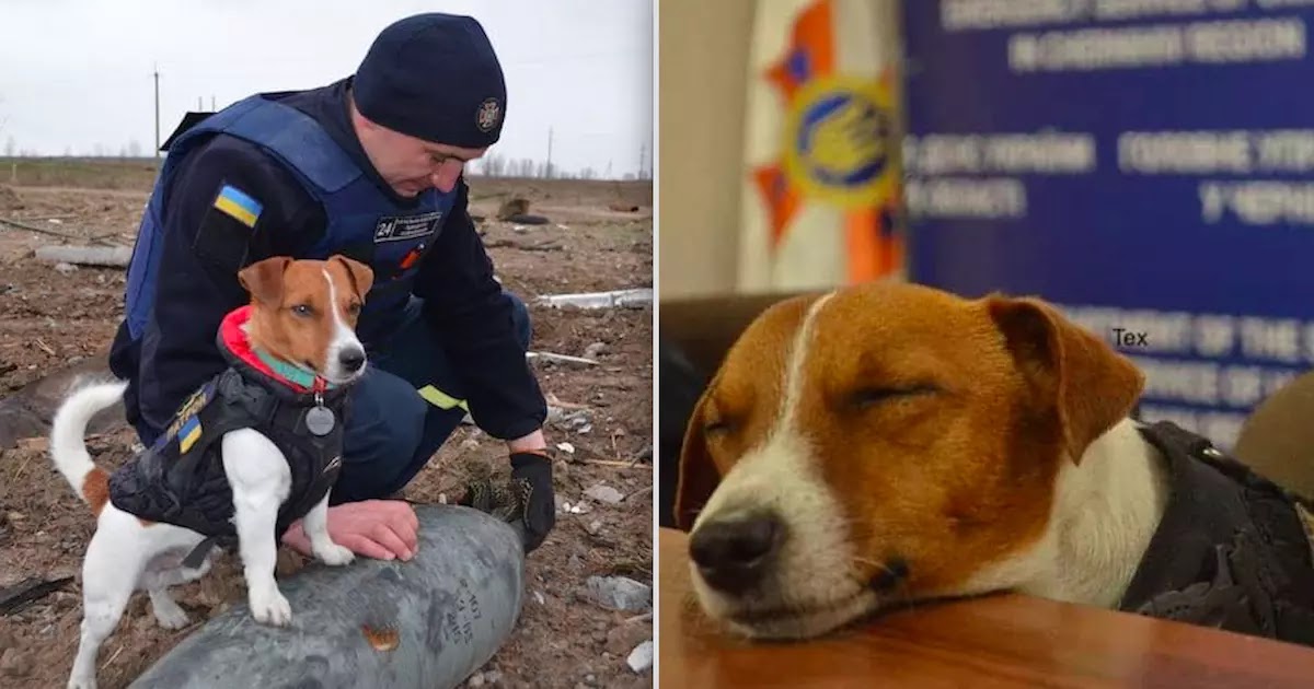 Jack Russell Becomes Ukrainian National Hero After Identifying 150 Russian Bombs