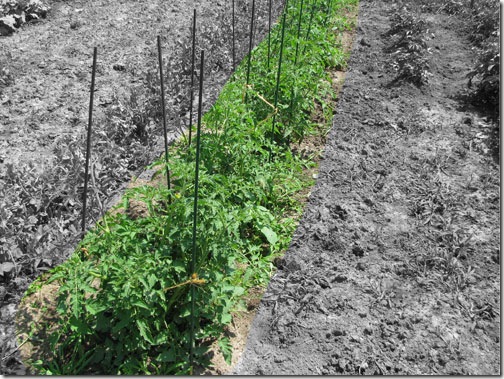 tomato1