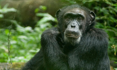 The Chimpanzee