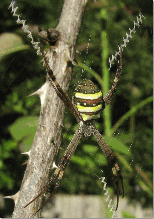 spider