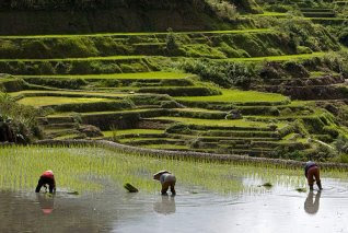 Coltivazione riso - Le Filippine - crisi Alimentare - Aumento prezzi cibo