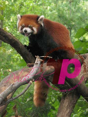 Panda merah | ReD Bear | peristiwa pelik, ganjil, weird, mysterious MALAYSIA