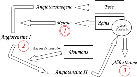 Système rénine angiotensine aldostérone schema