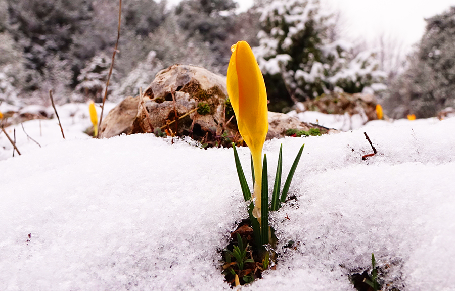 Crocus-chrysanthus