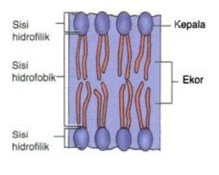  Setiap sel diselimuti oleh sebuah lapisan yang disebut  Struktur Membran dan Fungsi Membran Sel