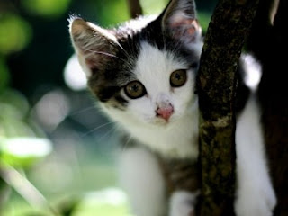 Kitten on Branch