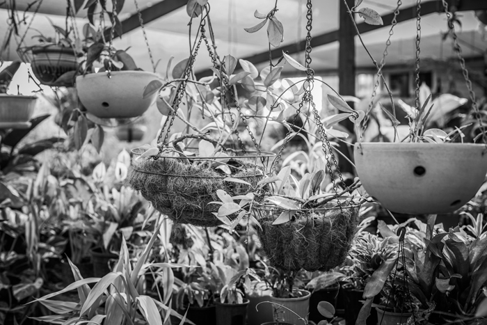 black and white hanging baskets