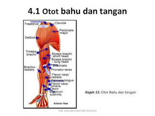 RESUME SISTEM MUSKULOSKELETAL 1 Anatomi  dan Fisiologi 