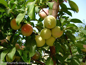 Plum Fruits