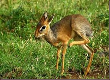 Amazing Pictures of Animals photo Nature, exotic, funny, incredibel Zoo, Dik-dik, antelope. Alex (9)