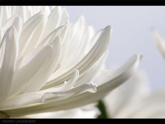 White chrysanthemum picture