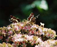 Fetthenne mit Landkärtchen © H. Brune