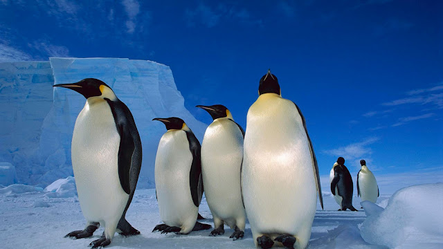 Pinguin Wallpapers HD