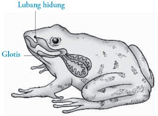 digunakan katak untuk mengambil dan mengeluarkan oksigen Pintar Pelajaran Sistem Pernapasan pada Katak (Amfibi)