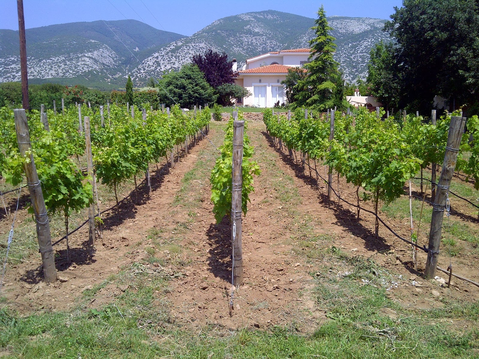 http://agrinea.blogspot.gr/2014/02/copa-cogeca.html