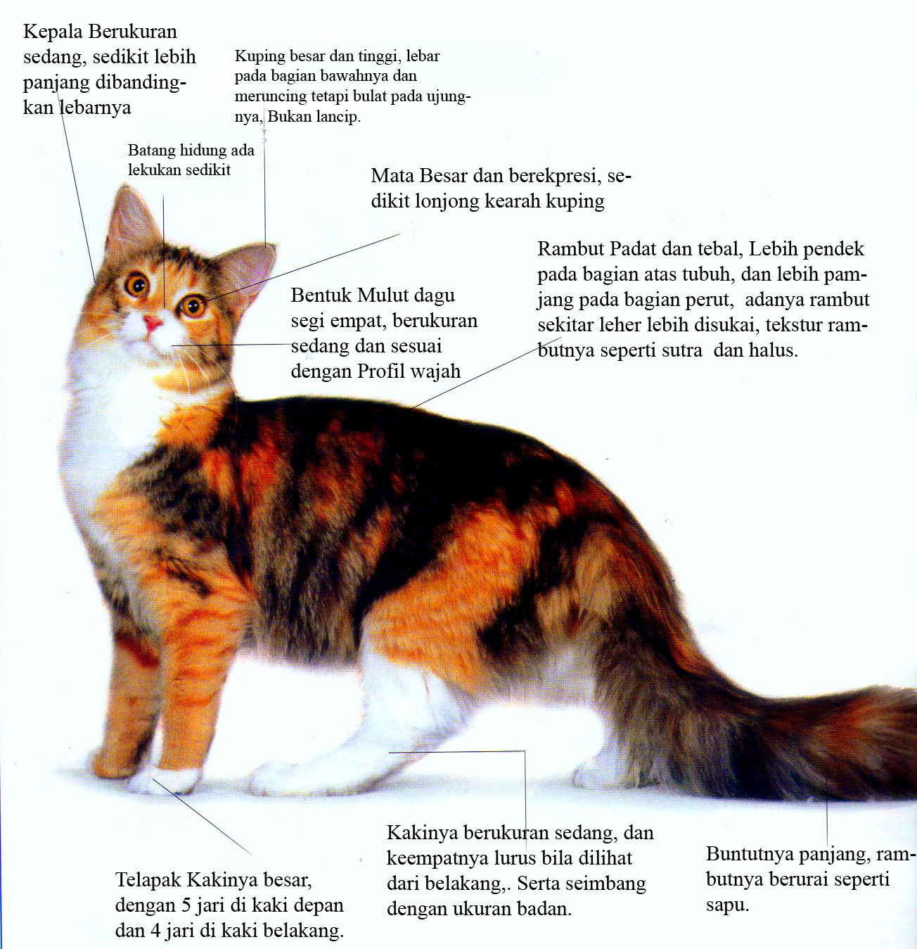 Cara Memilih Kucing Ras Maincoon ~ info kucing persia 