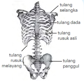 3 Bagian Rangka Manusia Lengkap Beserta Fungsinya