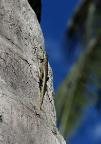 batu karas