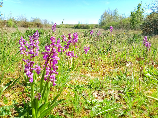 Green-winged Orchids Anacamptis morio, Indre et Loire, France. Photo by Loire Valley Time Travel.