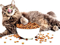 best cats food uk