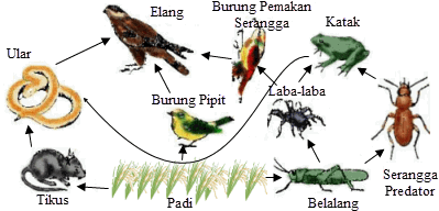 ILMU 212 Pengertian R   antai Makanan Dan Jaring