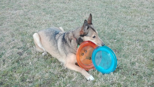 Trixie frisbee dla psa