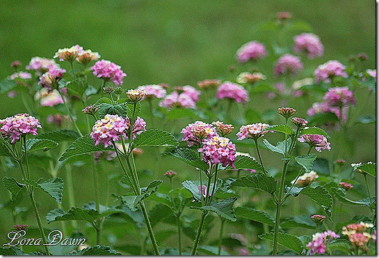 Lantana_Pink2