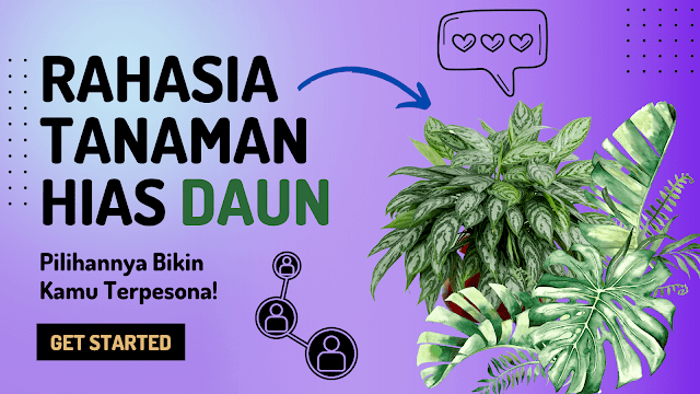 tanaman hias daun