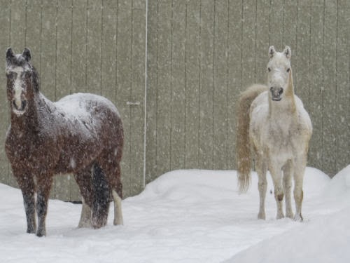 horses in snow