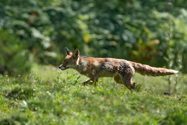 Zorro (Vulpes vulpes)