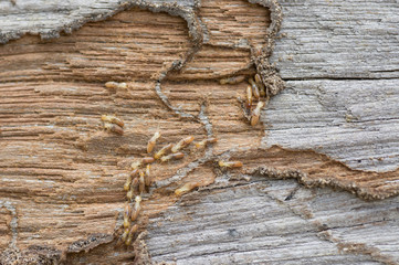 طرق مكافحة النمل الأبيض في المباني